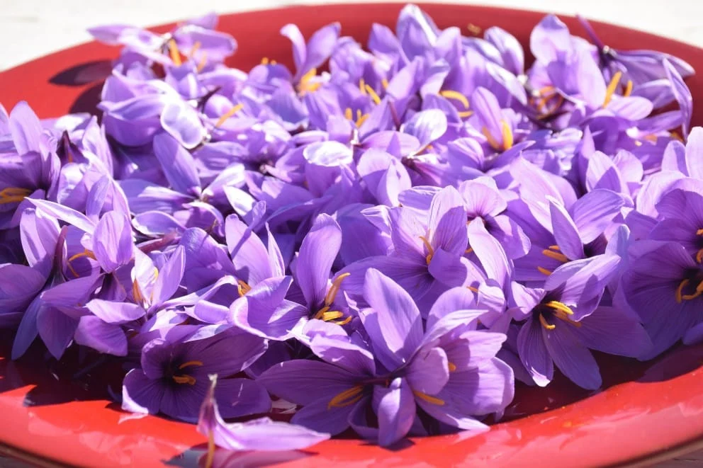 Saffron was removed from the basket of essential goods,Producer,Saffron, Goods Basket,saffron iran mashhad,saffron mashhad