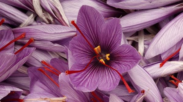 The foreign business sector of Iranian saffron needs development,Iranian saffron trade,Iranian saffron,saffron market
