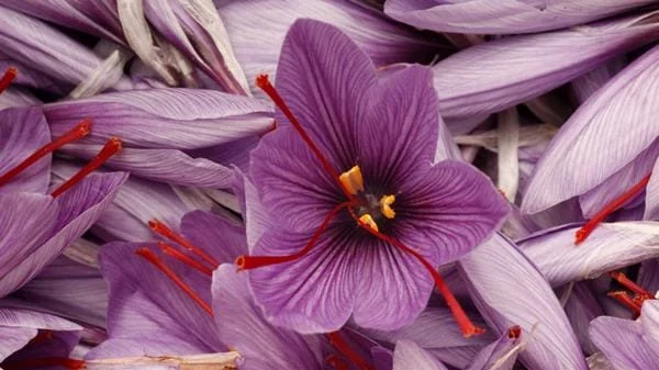 The foreign business sector of Iranian saffron needs development,Iranian saffron trade,Iranian saffron,saffron market