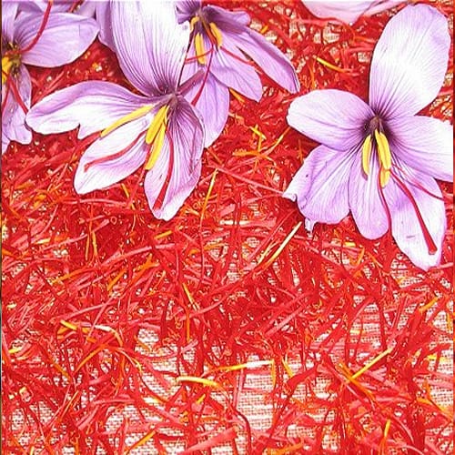 $ 295 million worth of saffron for Iran,saffron for Iran,Saffron price,Managing the price of saffron