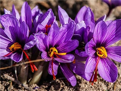 Saffron market is transparent and competitive with entry into the stock exchange,the stock exchange,market Saffron,Saffron market
