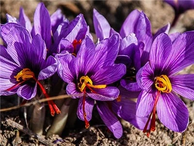 Saffron market is transparent and competitive with entry into the stock exchange,the stock exchange,market Saffron,Saffron market
