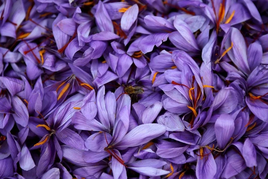 Saffron traded on March 12th in Iranian stock exchange,Saffron deal,Iranian stock market,Iran Stock Exchange,farmers and saffron
