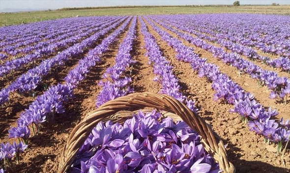 The need to define a mechanism to guarantee the supply of saffron,Saffron production in Khorasan Razavi,Production de safran au Khorasan Razavi,Saffron production in Khorasan Razavi,The supply of saffron in the stock exchange,saffron