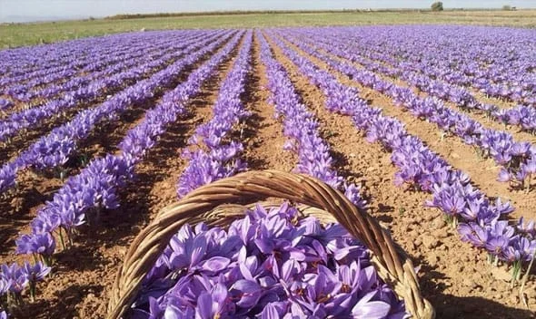 The need to define a mechanism to guarantee the supply of saffron,Saffron production in Khorasan Razavi,Production de safran au Khorasan Razavi,Saffron production in Khorasan Razavi,The supply of saffron in the stock exchange,saffron