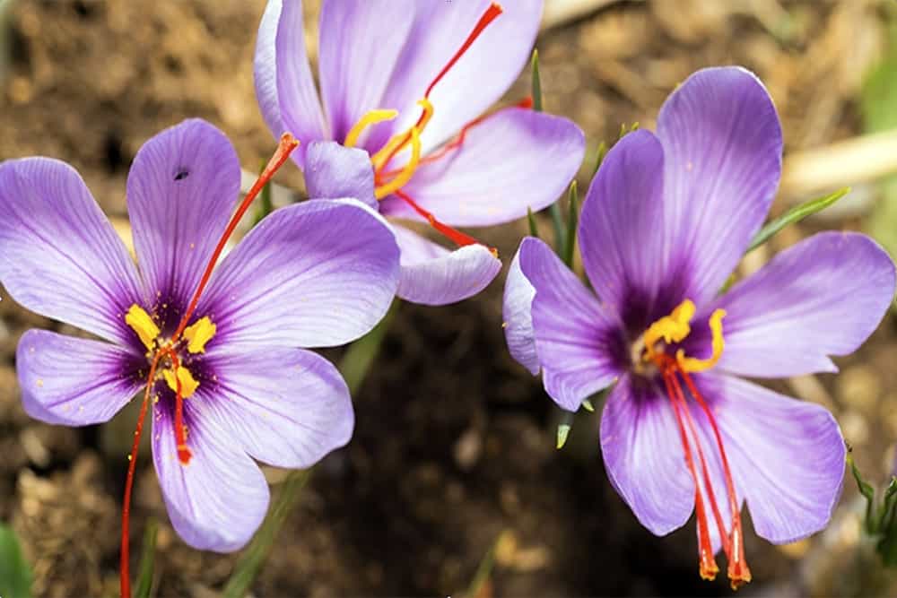 The guaranteed price of saffron should be in accordance with the exchange rate,Guaranteed guaranteed price of saffron,Guaranteed guaranteed price of saffron,Saffron guaranteed price at the exchange rate,saffron