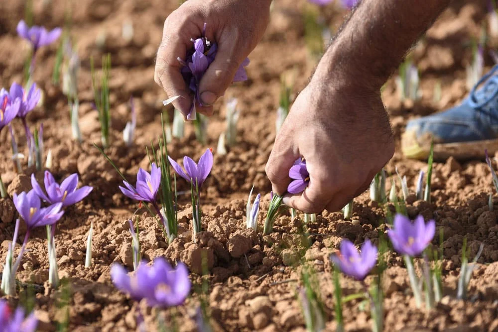 Employment of 400,000 people in Torbat Heydarieh Saffron Production,Torbat Heydarieh Saffron Production,Saffron Production,agricultural products in Torbat Heydarieh,production of saffron,iranian saffron