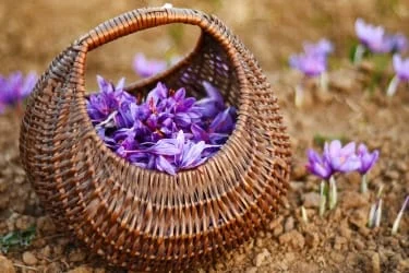 iranian saffron sell,How was the first week of options for saffron?,options for saffron,Sell negin saffron iran,Sell Saffron