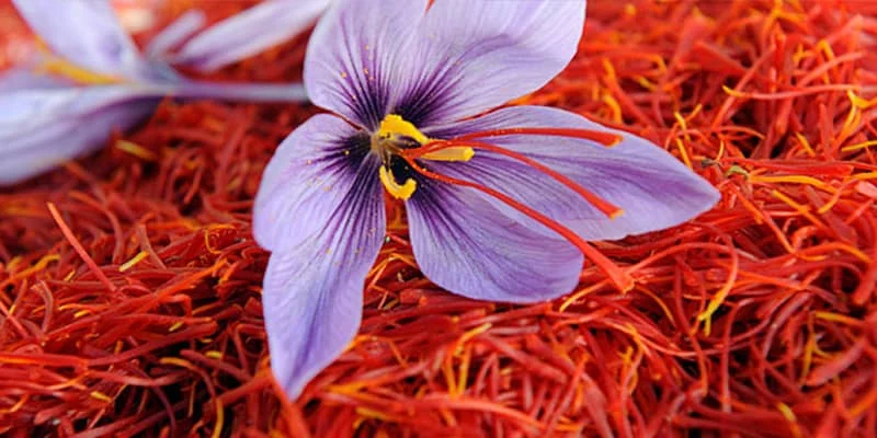 The new price of saffron was announced,藏红花,Saffron farmers,price of saffron,Saffron National,Saffron Council