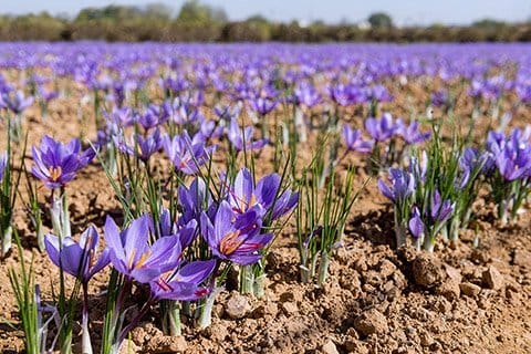Dealers are the main cause of instability in the saffron market,the largest Iranian saffron producer in the world,saffron market,Iran saffron producer,Azafrán iraní