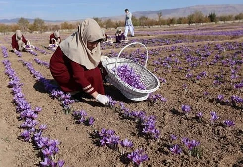 , Conclusion of more than 166 thousand futures contracts for saffron on commodity exchange, Future contract of more than 166 thousand saffron in stock exchange, saffron in stock exchange, iranian saffron in Stockton,