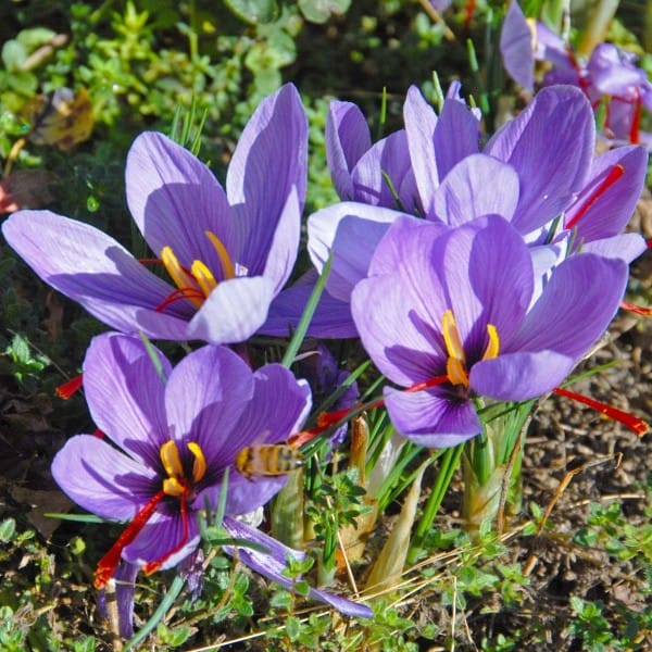 Officials are struggling with drumming saffron,saffron,The economy of the country,Iranian saffron market,saffron market,