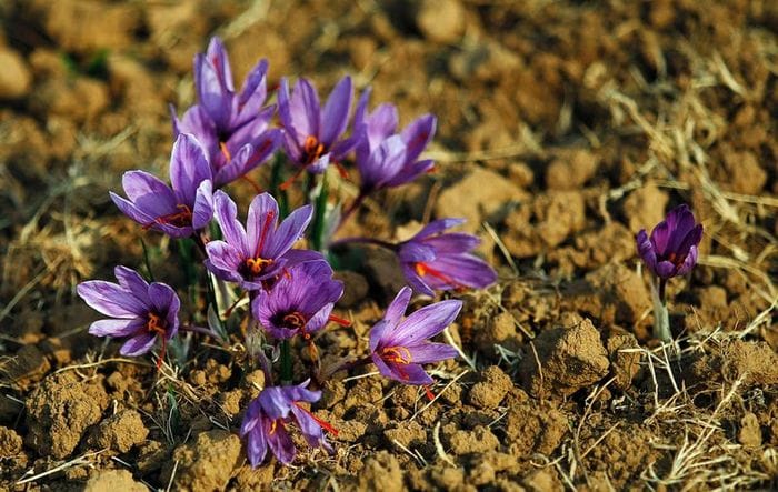 Saffron shone on stock exchange by registering 610,000 futures,Saffron shone on stock exchange,Saffron Negin,price of grams of saffron,Future contract of saffron