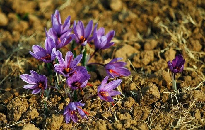 Saffron shone on stock exchange by registering 610,000 futures,Saffron shone on stock exchange,Saffron Negin,price of grams of saffron,Future contract of saffron