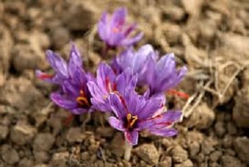 Saffron is expensive,Produced Saffron,Saffron price iran,Saffron price,Saffron in raw and bulk