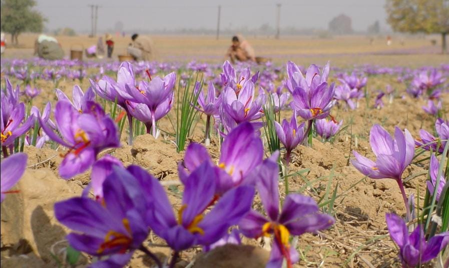 Saffron deals will be internationalized next year,international trade in saffron,Saffron deals, red gold,Saffron