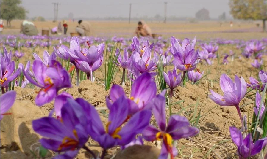 Saffron deals will be internationalized next year,international trade in saffron,Saffron deals, red gold,Saffron