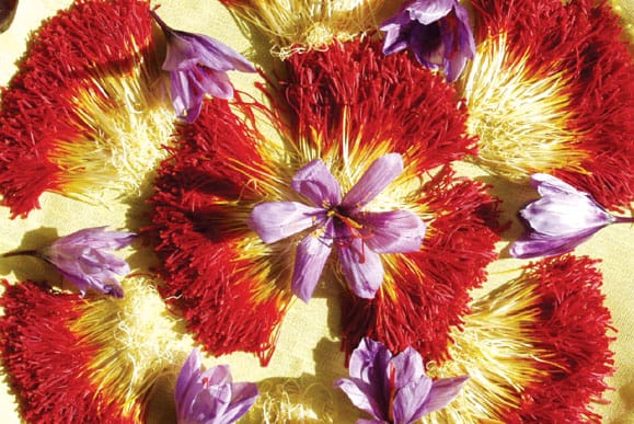 Saffron cultivation in the endowments of Faroe Islands,Saffron cultivation,Saffron cultivation in the endowments,saffron iran