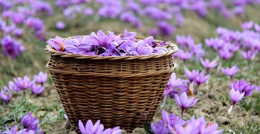 Persian saffron and lack of brand,Persian saffron,Saffron packaging,Saffron fraud,Saffron onion,Saffron product