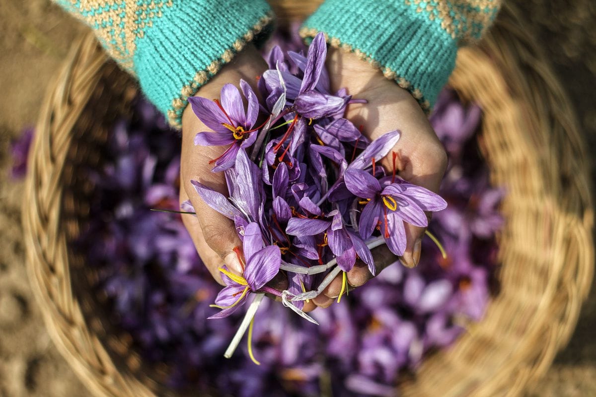 Iranian saffron was standardized,Iranian saffron,saffron days,Saffron product,Saffron price