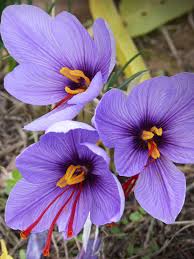 The yellow facade of Persian saffron should be considered magenta,Persian saffron,Iran's saffron production,largest saffron producer in the world,export saffron