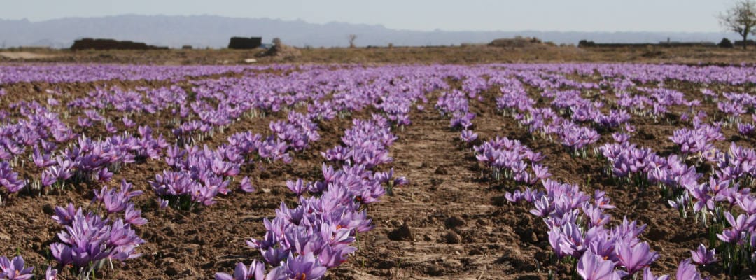 Prediction of harvesting one tone of red gold in the city of Darmian,Prediction of harvesting 1 ton of saffron in Darmian city,Darmian city,Saffron product,
