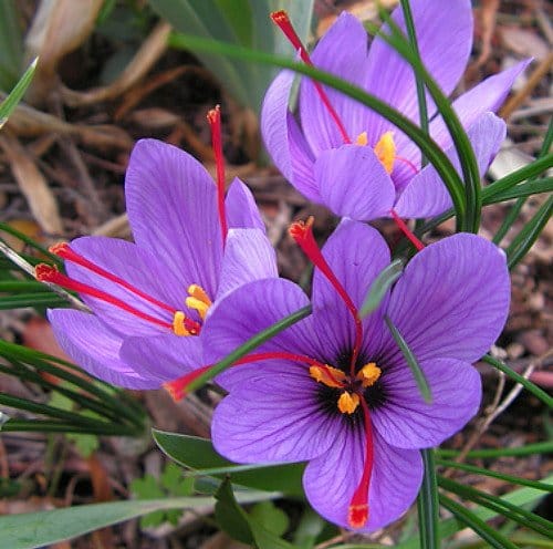 Option deals will help you meet the obligations of saffron exporters,saffron exporters,Saffron product,International price of red gold,Saffron financial instruments