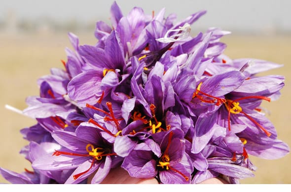 667 hectares of agricultural land in Sarbisheh province under saffron cultivation,Agriculture of Sarbisheh province under cultivation of saffron,Saffron Farming Sarbisheh County,Sarbisheh County,Saffron, South Khorasan region,667 hectares of agriculture in Sarbisheh province under saffron cultivation