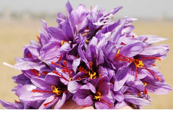 667 hectares of agricultural land in Sarbisheh province under saffron cultivation,Agriculture of Sarbisheh province under cultivation of saffron,Saffron Farming Sarbisheh County,Sarbisheh County,Saffron, South Khorasan region,667 hectares of agriculture in Sarbisheh province under saffron cultivation