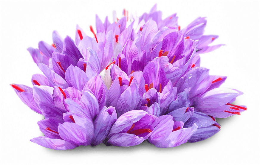 The threat of exiting immigration is waiting for saffron,Saffron cultivation area,Persian saffron,Персидский шафран,National Saffron Council