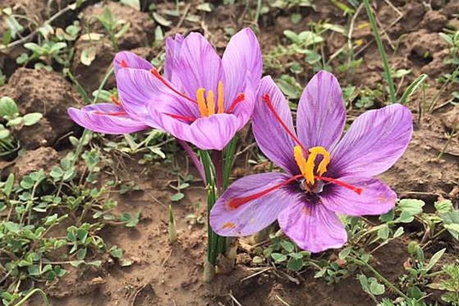 Iranian quality saffron is exported, its counterfeit imported,Iranian quality saffron is exported its counterfeit imported,Iranian quality saffron,Iranian saffron