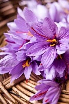 The benefits of saffron treatment are far more than its material benefits,The benefits of saffron treatment,Saffron in cure,Daily saffron consumption,Anti-cancer properties of saffron,