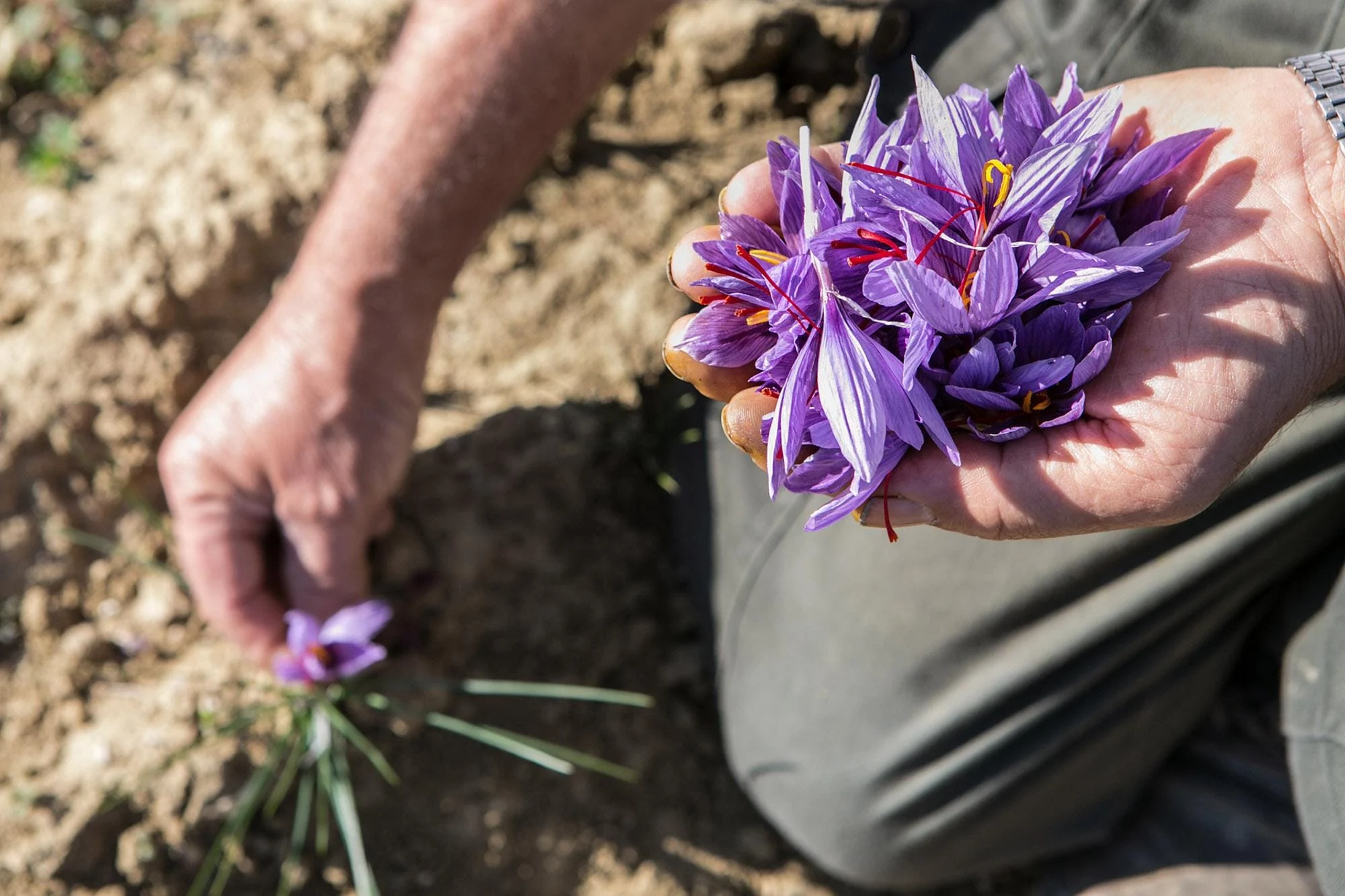 Concerned about the future of the Persian Red Gold,Persian Red Gold,Red Gold,Consumption of Saffron,The future of saffron of Iran,Saffron crop production