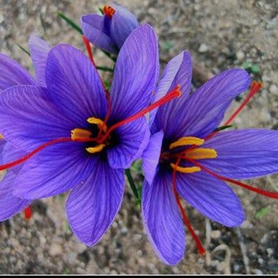 Production of saffron shampoo soon,saffron shampoo soon,saffron shampoo,Specialty saffron lab,Vegetable Soaps Using Saffron