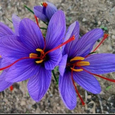 Production of saffron shampoo soon,saffron shampoo soon,saffron shampoo,Specialty saffron lab,Vegetable Soaps Using Saffron