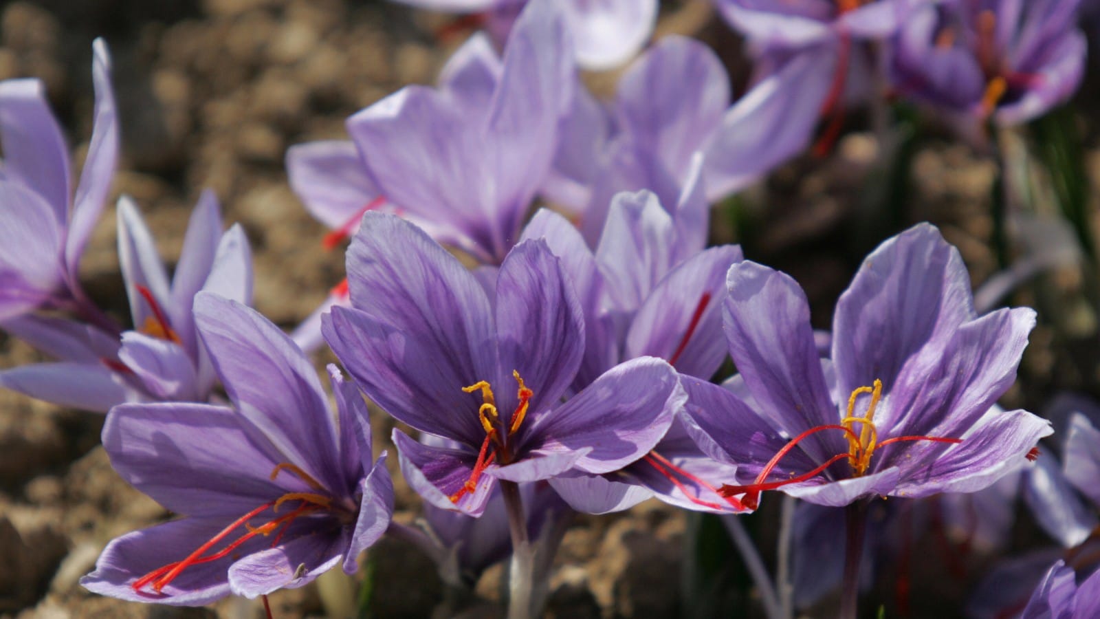 Electronic nose came into the market,Electronic nose Saffron safer saw the market,Electronic nose Saffron,Saffron,
