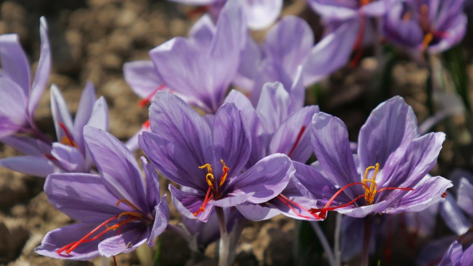 Electronic nose came into the market,Electronic nose Saffron safer saw the market,Electronic nose Saffron,Saffron,