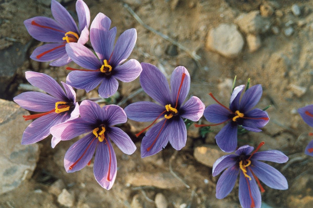New invention for saffron flower harvesting,New invention for saffron,saffron flower,Saffron flower harvesting machine,Saffron leaves
