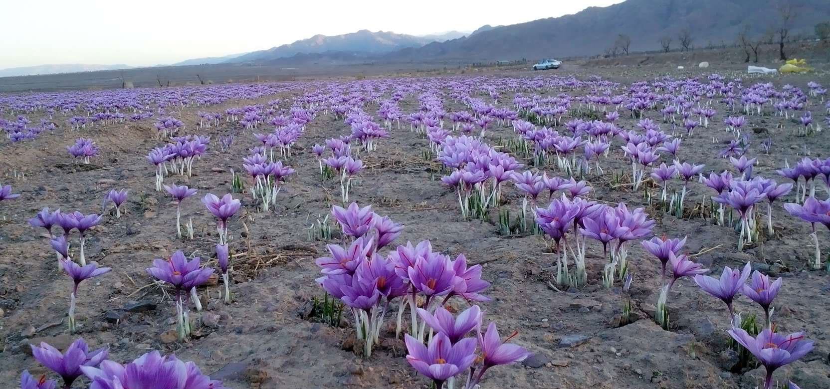 Golbaf city is the pole of saffron in southeastern Iran,Golbaf city is the pole of saffron,Research Institute of Golbaf Saffron Research,Organic Saffron,Saffron in Golbaf city in Iran