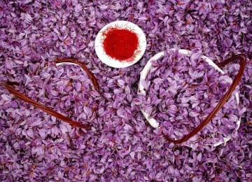Establishment of saffron organization in Iran in Hamedan,Red Gold, Agricultural Jihad, Saffron, Hamedan Region,Saffron production,Saffron cultivation,Drying saffron,Production of saffron in Iran. Hamedan Province