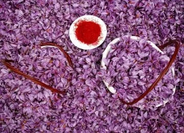 Establishment of saffron organization in Iran in Hamedan,Red Gold, Agricultural Jihad, Saffron, Hamedan Region,Saffron production,Saffron cultivation,Drying saffron,Production of saffron in Iran. Hamedan Province