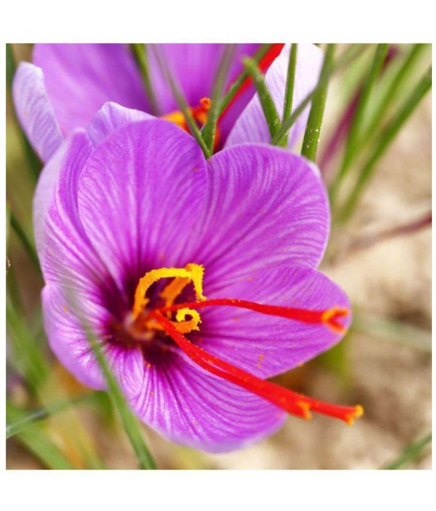 Projection of production of 400 kg of saffron in Kermanshah, Iran,Projection of production of 400 kg of saffron in Kermanshah Iran,saffron in Kermanshah Iran,Saffron cultivation boom,producing saffron,Produced Saffron,saffron