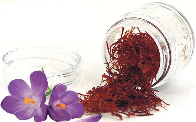 The cultivation of more than 3800 hectares of saffron in Iran in Lorestan,saffron in Iran in Lorestan,saffron in Iran, Lorestan Jihad Agriculture Organization in Iran, Lorestan Jihad Agriculture,Agriculture,