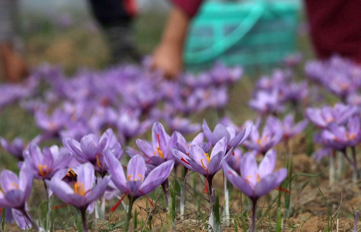 Saffron cultivation in 4 hectares of land in the central city of Iran,Saffron cultivation,Saffron cultivation in the middle of the city's farms,Promotion of Saffron cultivation,Saffron Production of the Middle County in Iran