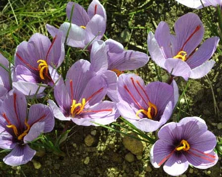Hamadani drink jam from saffron petals,jam from saffron petals,Saffron petals,saffron flowers,saffron iran hamedan,saffron persian