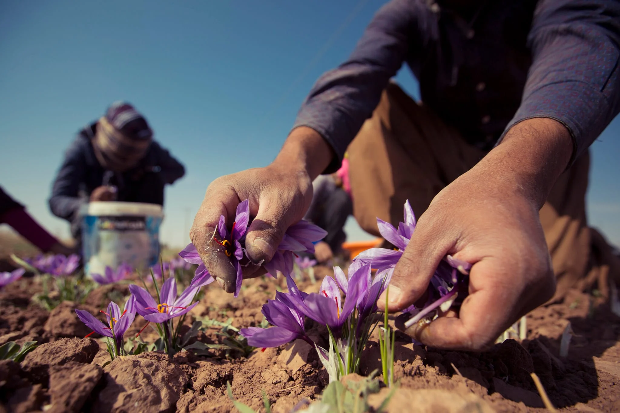 The production of saffron in Ardebil province in Iran has exceeded 100 kilograms,production of saffron in Ardebil province,Saffron Gardens,Buy saffron onions,Saffron high quality onion