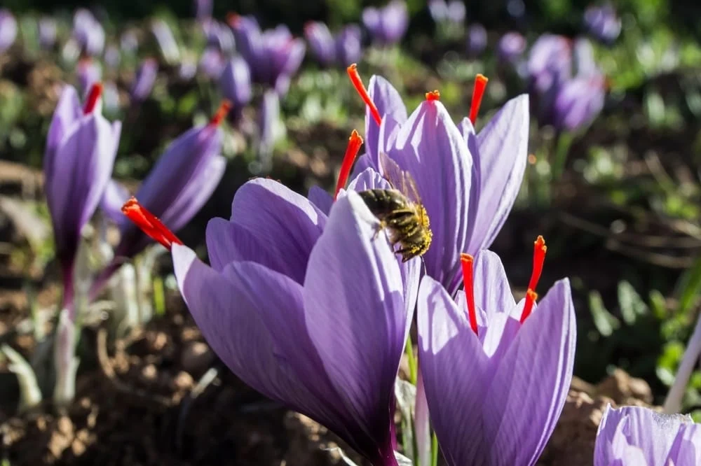 Projection of Production of 1500 Kg of Saffron in Iran in Yazd Province,Saffron in Iran in Yazd Province,Production and harvesting of saffron,Production of saffron in Iran,agricultural,Saffron Cultivation,saffron plant