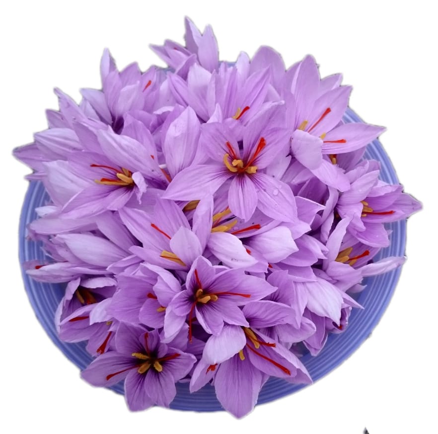 Forecast for harvesting 1372 kg dry saffron from Tabas fields in Iran,dry saffron from Tabas fields in Iran,Dry saffron from Tabas fields in Iran,Dry saffron,Saffron crop harvest
