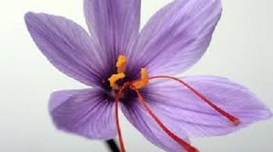 Making the first movie with a saffron theme,Making the first film about saffron in Iran,saffron in Iran,Saffron theme,Saffron product,Saffron product in Torbat Heydarieh city