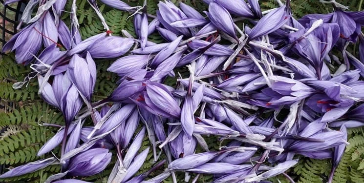 Saffron cultivation for agriculture in Dodanje Sari in Iran,Saffron cultivation for agriculture,agriculture,Saffron cultivation plan,Saffron cultivation,